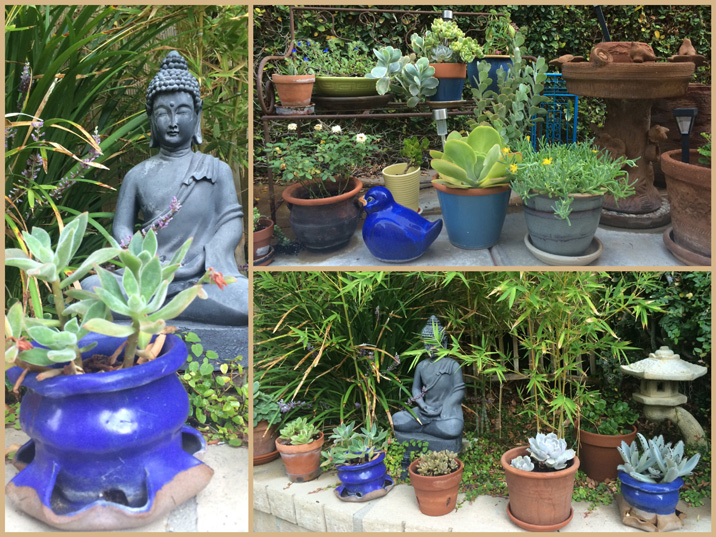 An array of beautiful potted succulents in Judy's backyard.